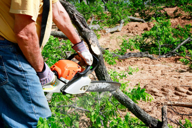 Tree Service Company in Stockton, UT